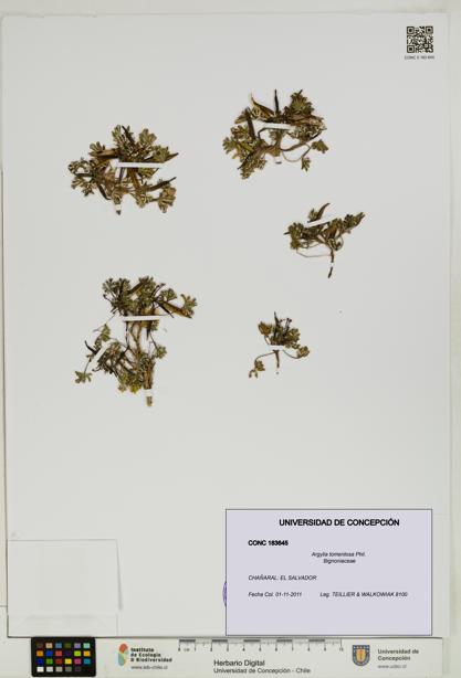 Argylia tomentosa [Espécimen: UDEC:CONC:0183645]