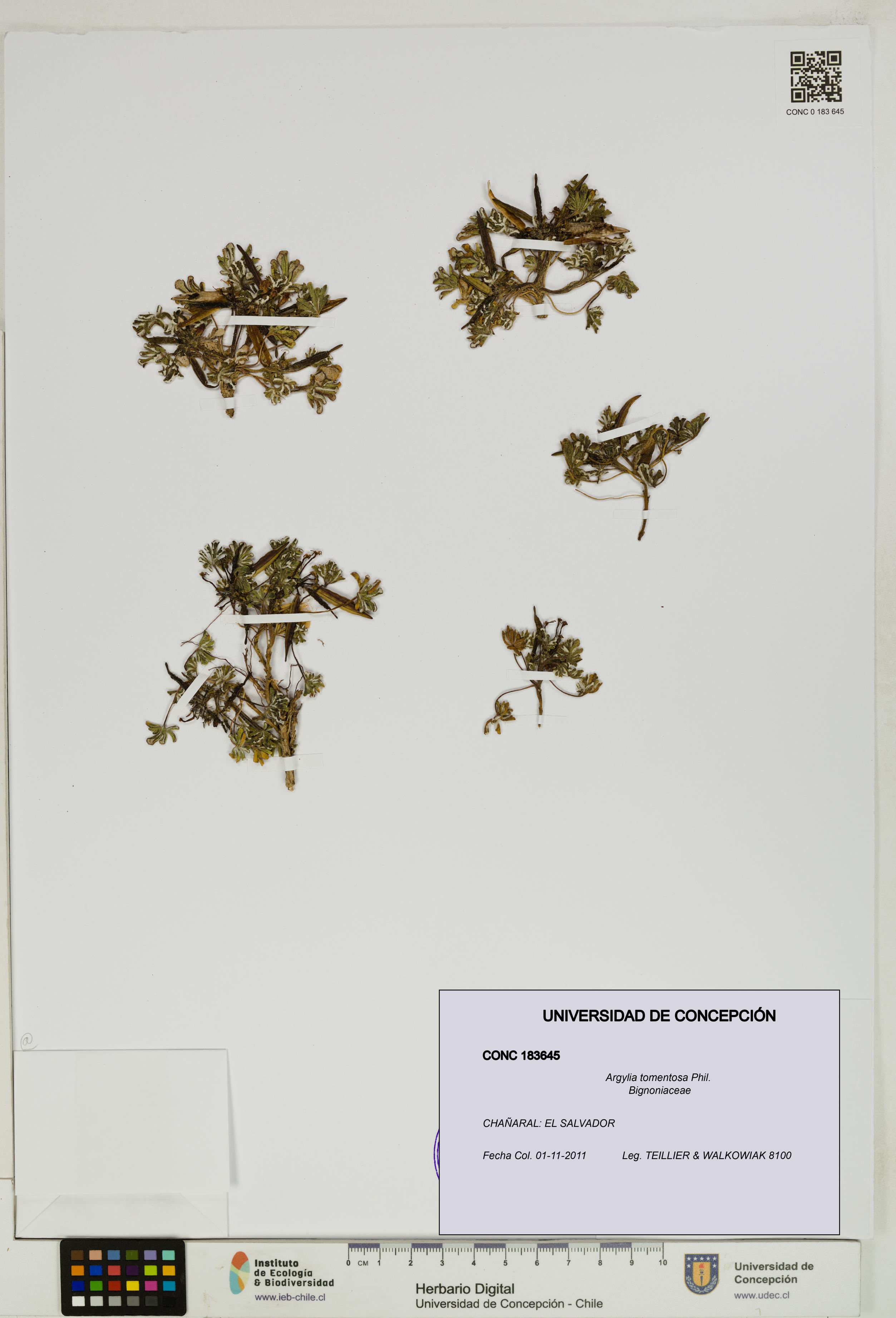 Argylia tomentosa [Espécimen: UDEC:CONC:0183645]