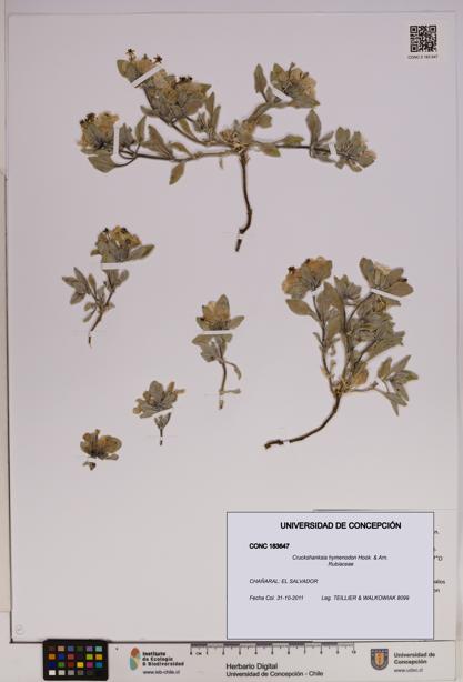 Cruckshanksia hymenodon [Espécimen: UDEC:CONC:0183647]