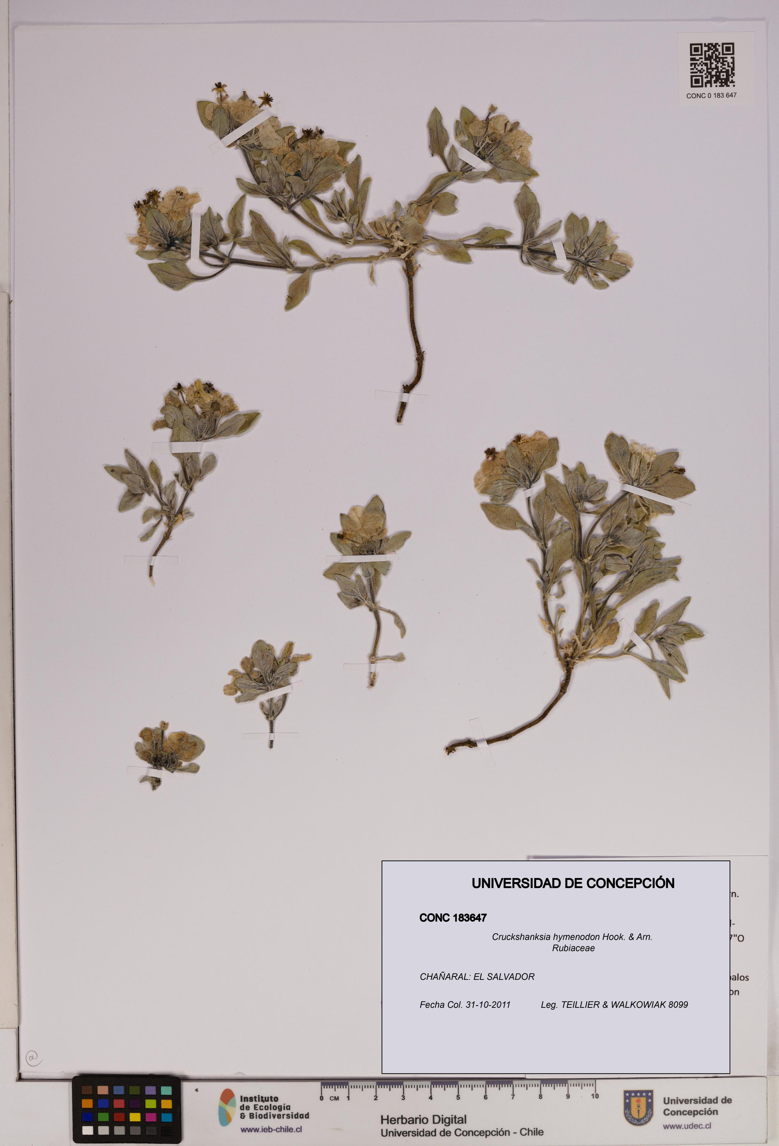 Cruckshanksia hymenodon [Espécimen: UDEC:CONC:0183647]