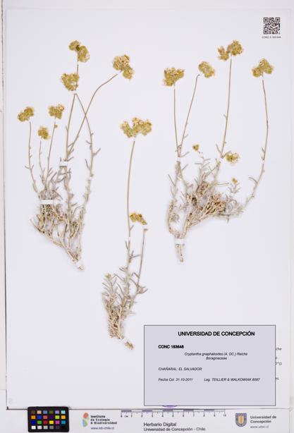 Cryptantha gnaphalioides [Espécimen: ]