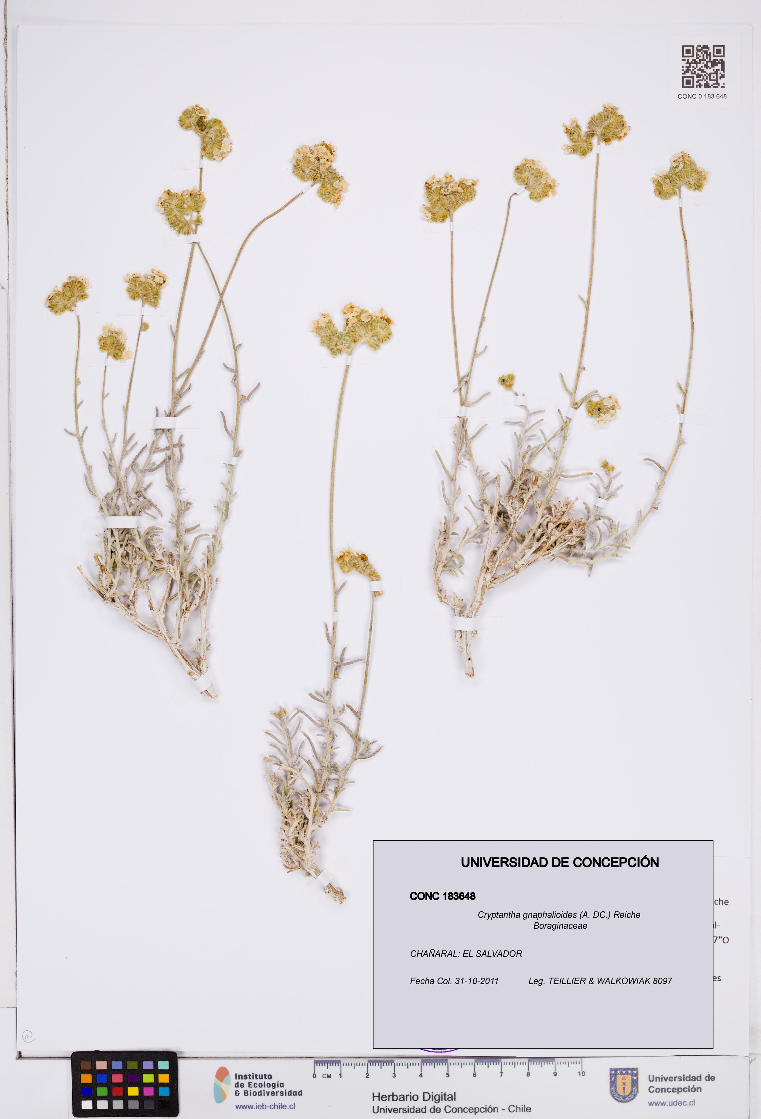 Cryptantha gnaphalioides [Espécimen: ]