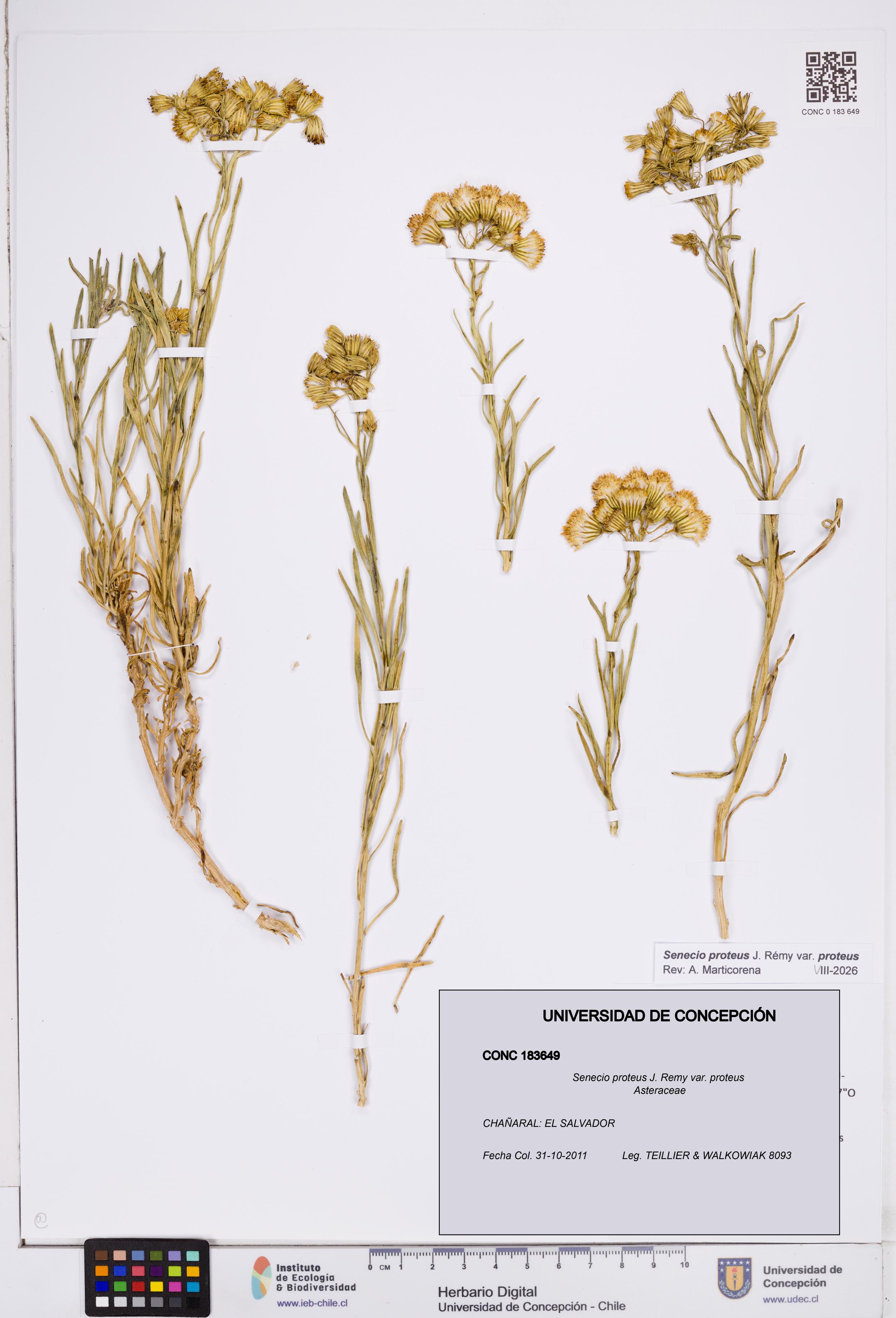 Senecio proteus var. proteus [Espécimen: ]