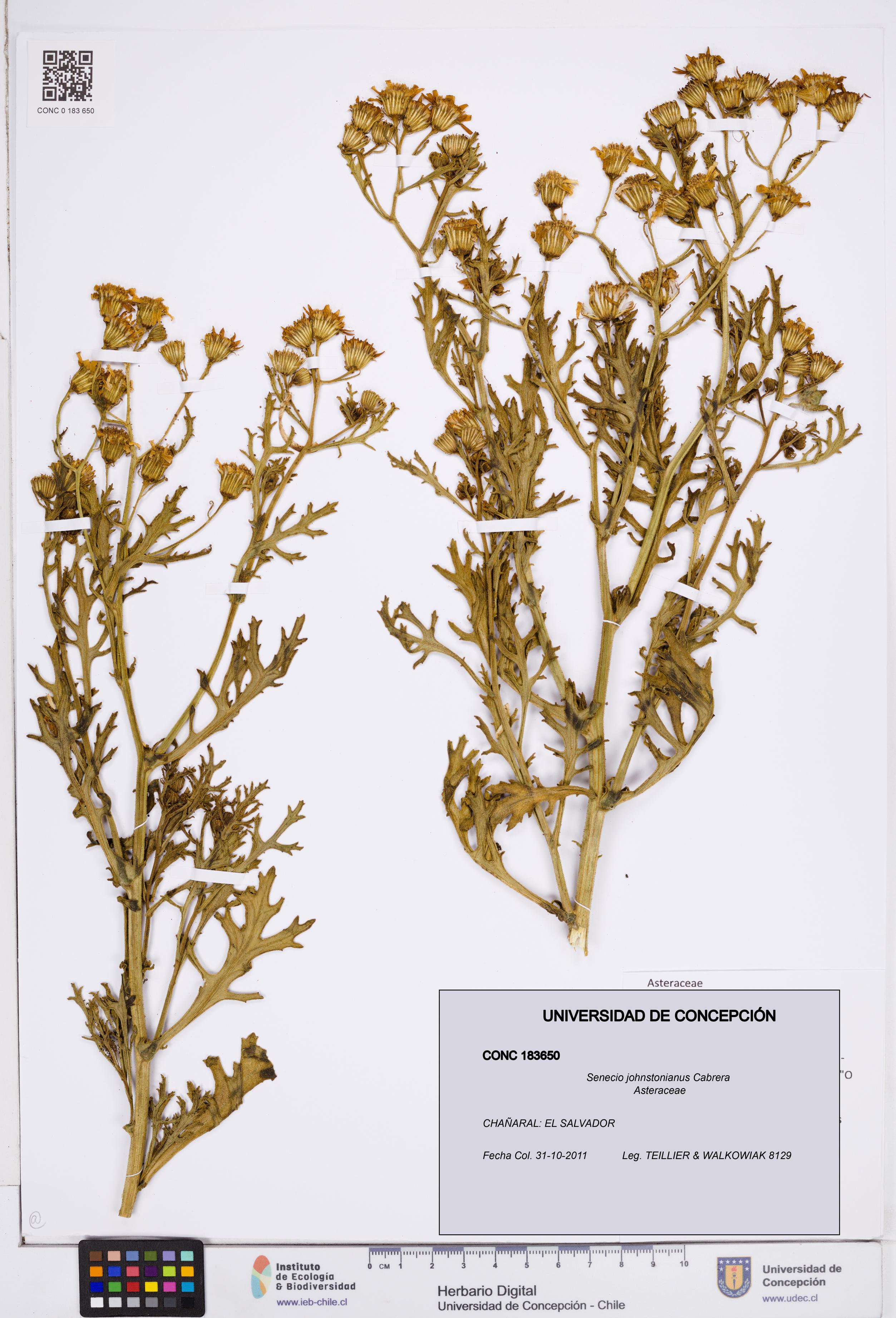 Senecio johnstonianus [Espécimen: ]