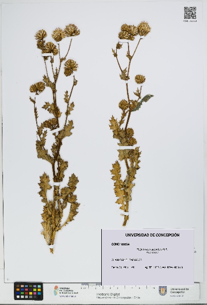 Polyachyrus carduoides [Espécimen: UDEC:CONC:0183654]