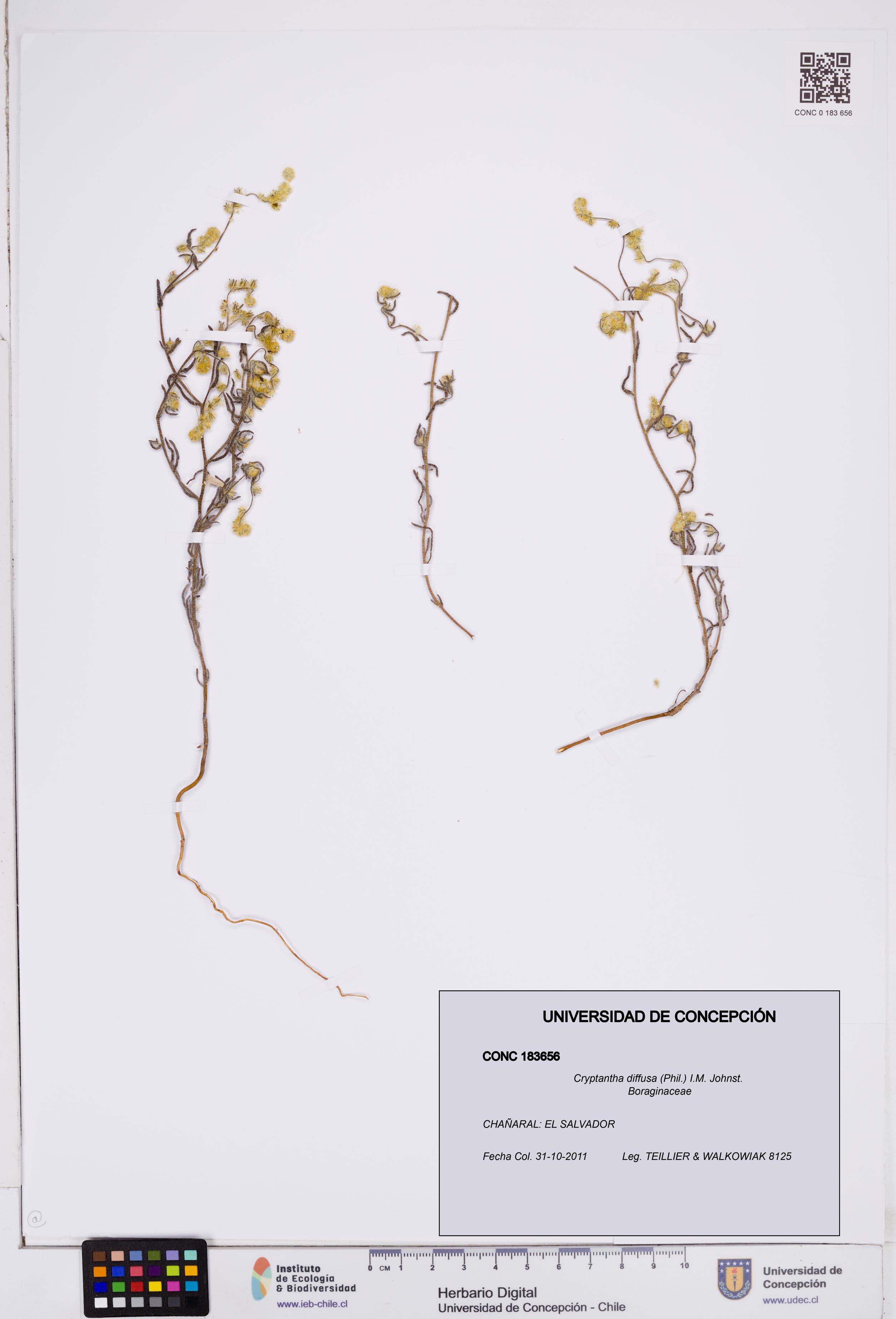 Cryptantha diffusa [Espécimen: ]