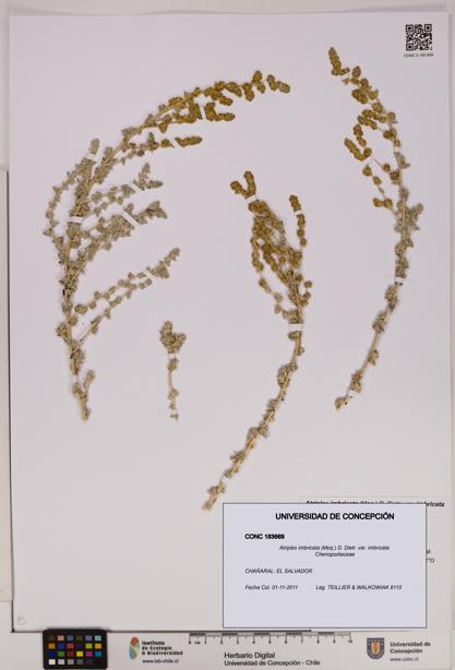 Atriplex imbricata [Espécimen: UDEC:CONC:0183669]