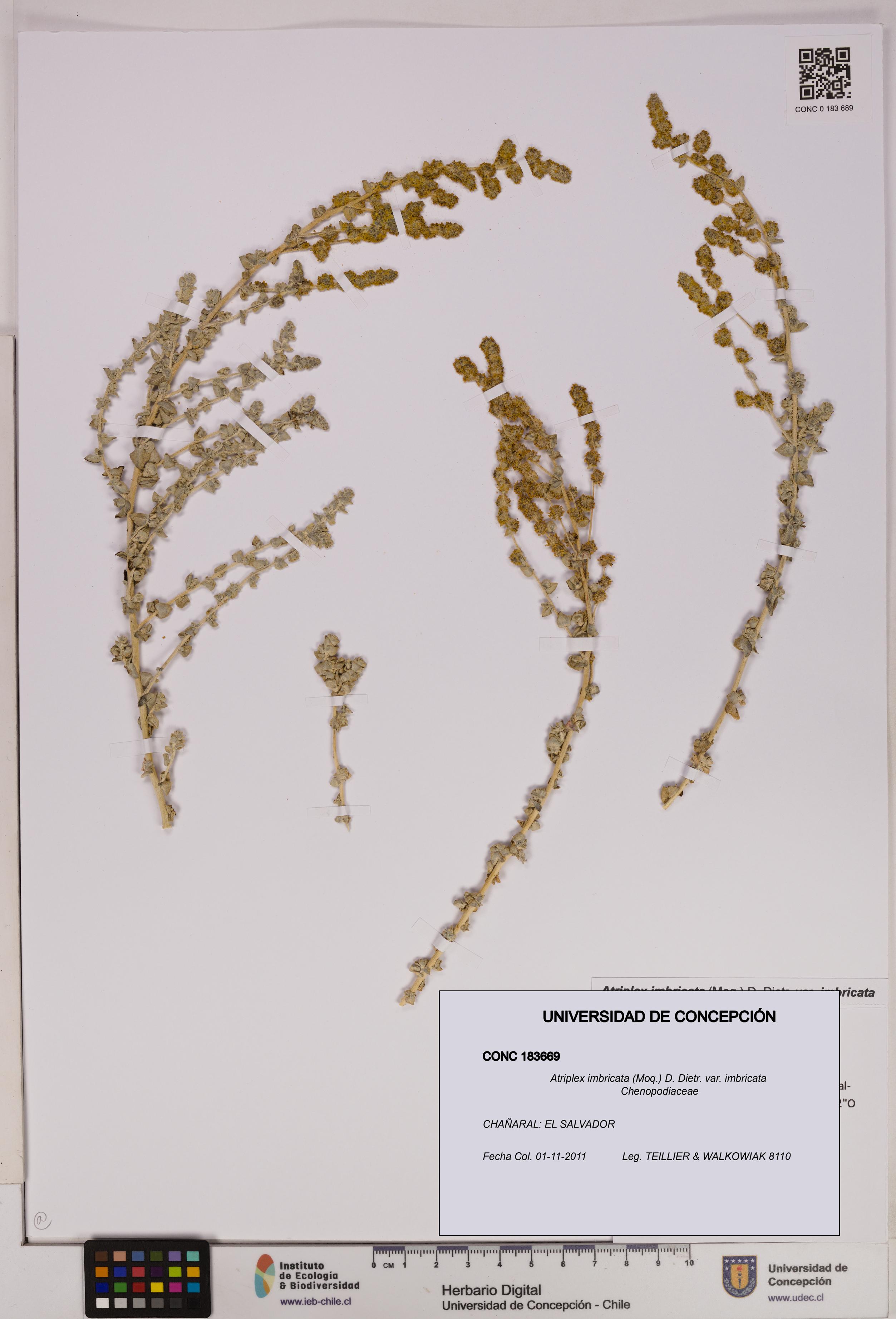 Atriplex imbricata [Espécimen: UDEC:CONC:0183669]