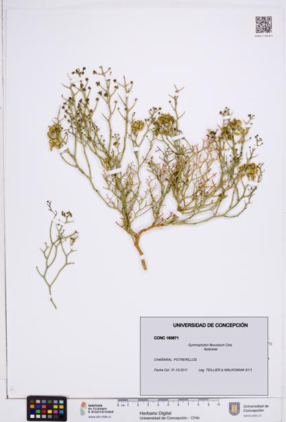 Gymnophyton flexuosum [Espécimen: ]