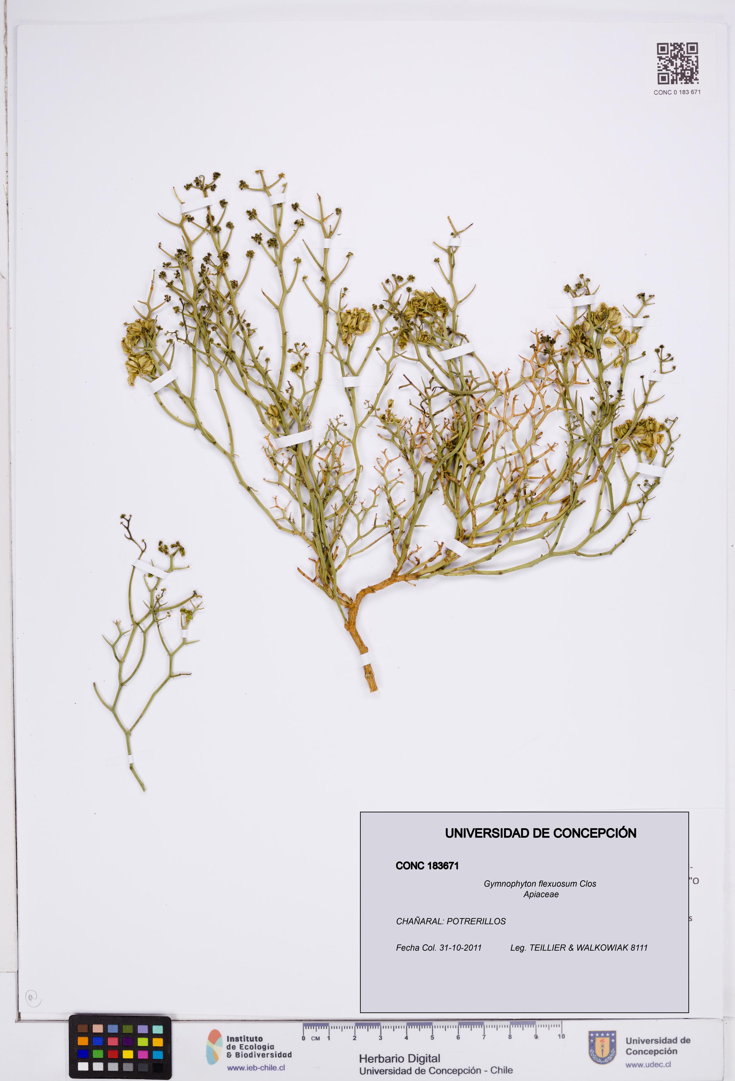 Gymnophyton flexuosum [Espécimen: ]