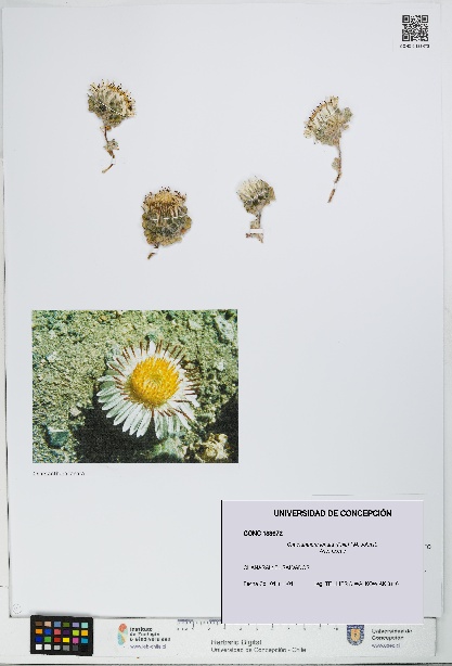 Chaetanthera lanata [Espécimen: UDEC:CONC:0183672]