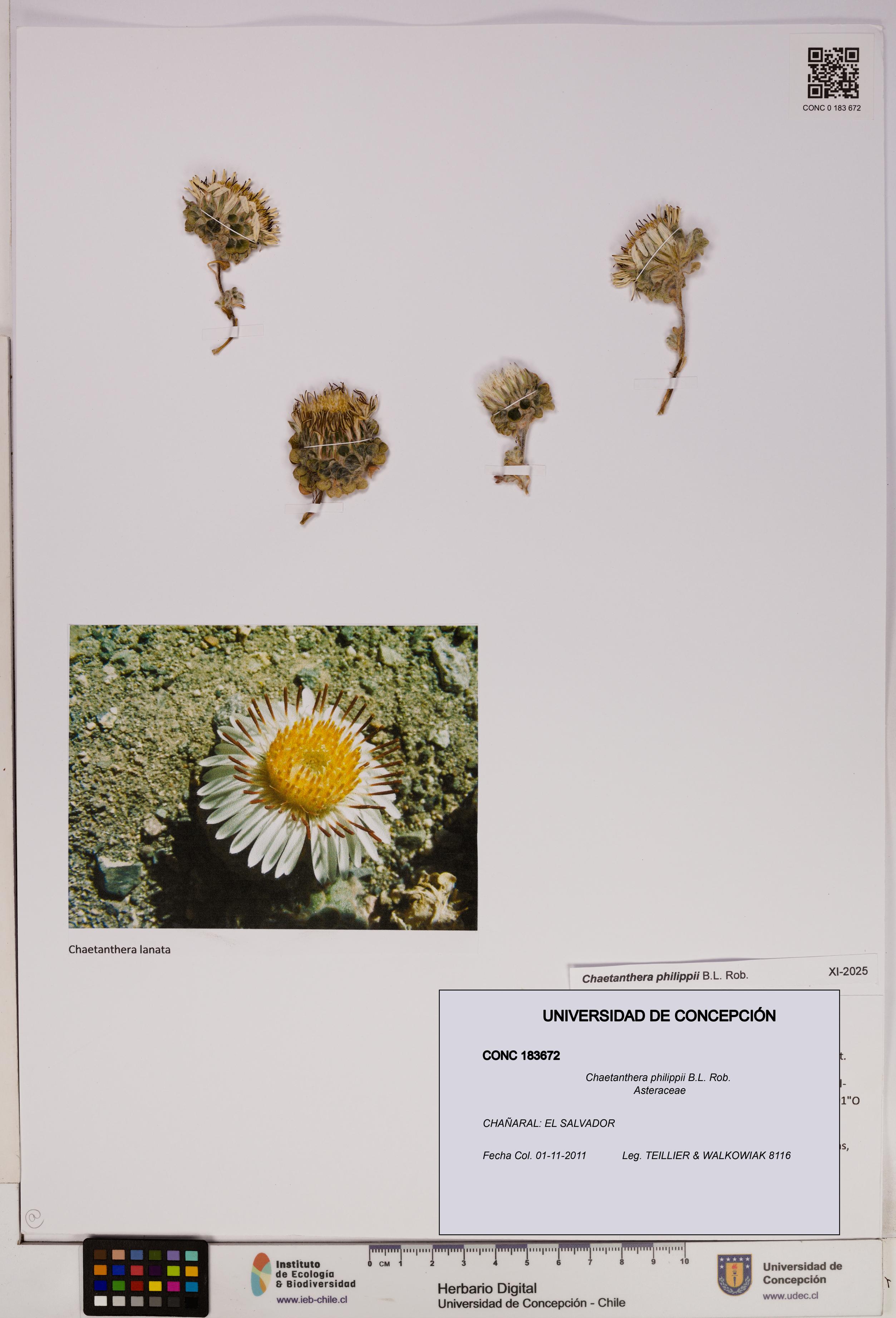 Chaetanthera philippii [Espécimen: UDEC:CONC:0183672]