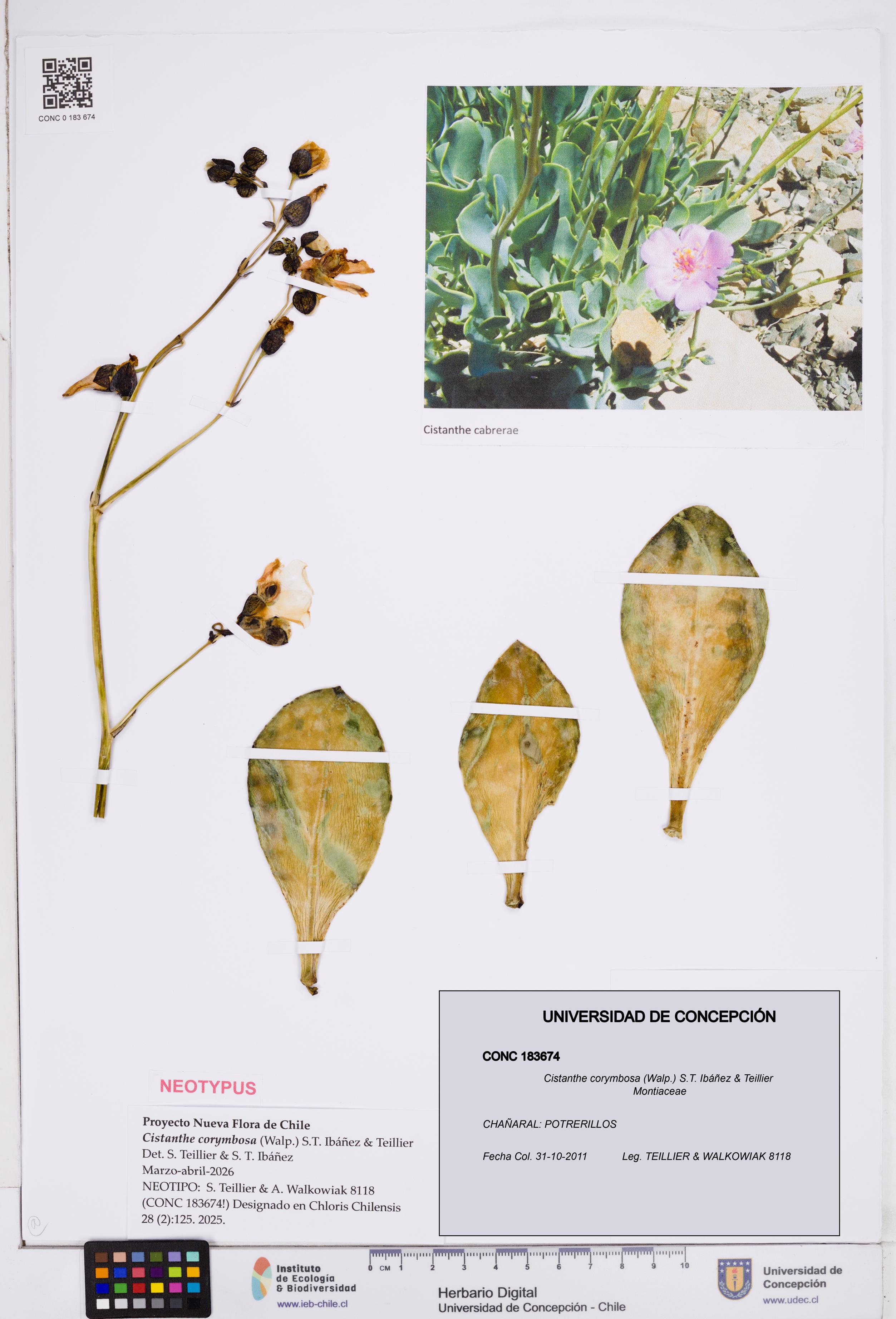 Cistanthe corymbosa [Espécimen: ]