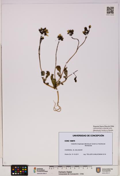 Cistanthe longiscapa [Espécimen: UDEC:CONC:0183675]