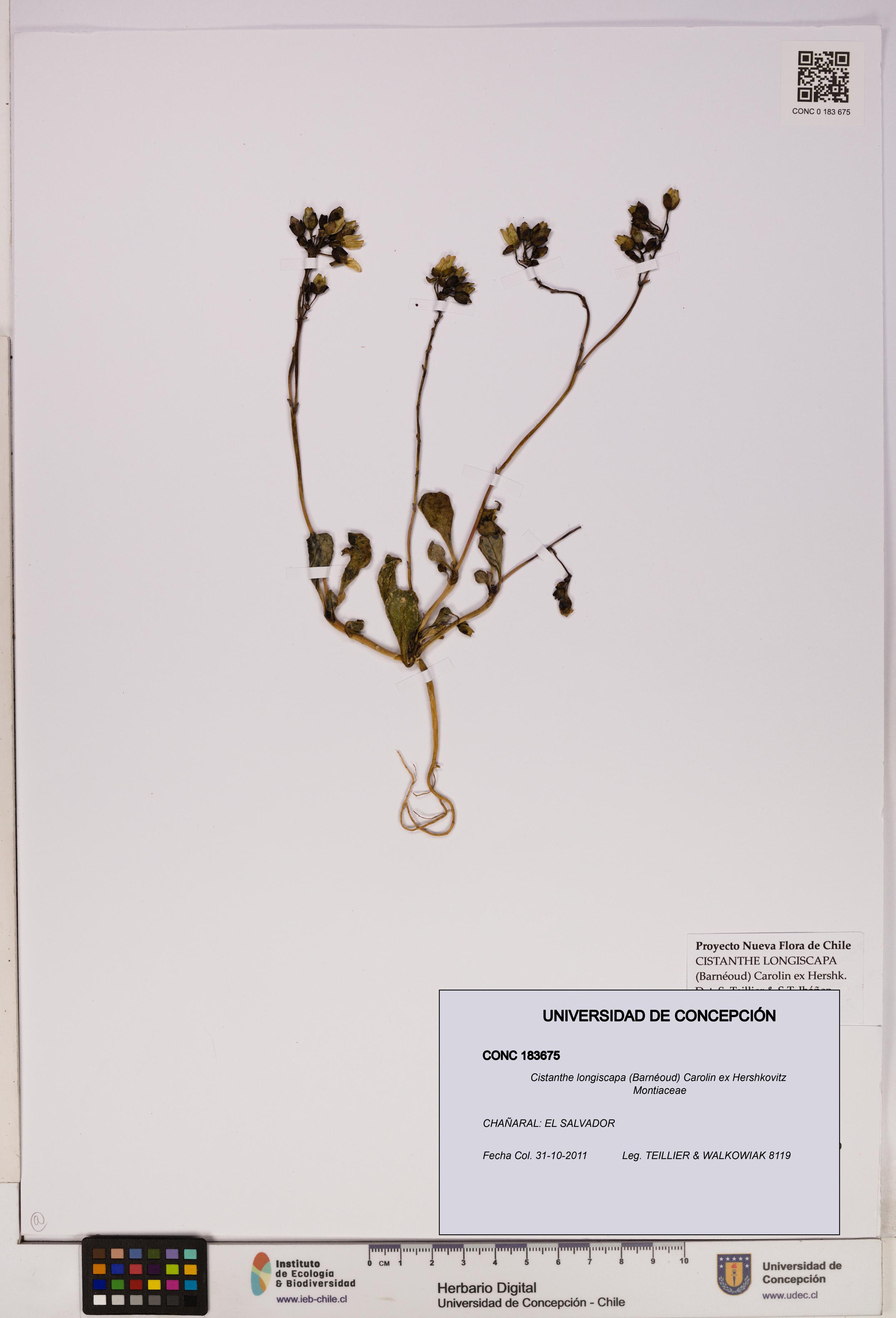 Cistanthe longiscapa [Espécimen: UDEC:CONC:0183675]