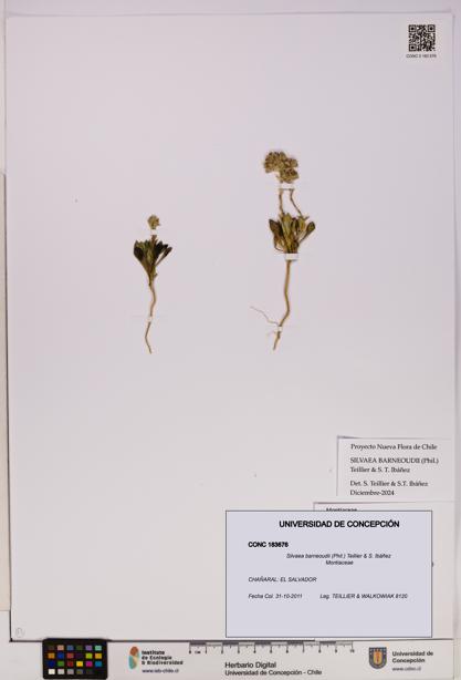 Silvaea barneoudii [Espécimen: UDEC:CONC:0183676]