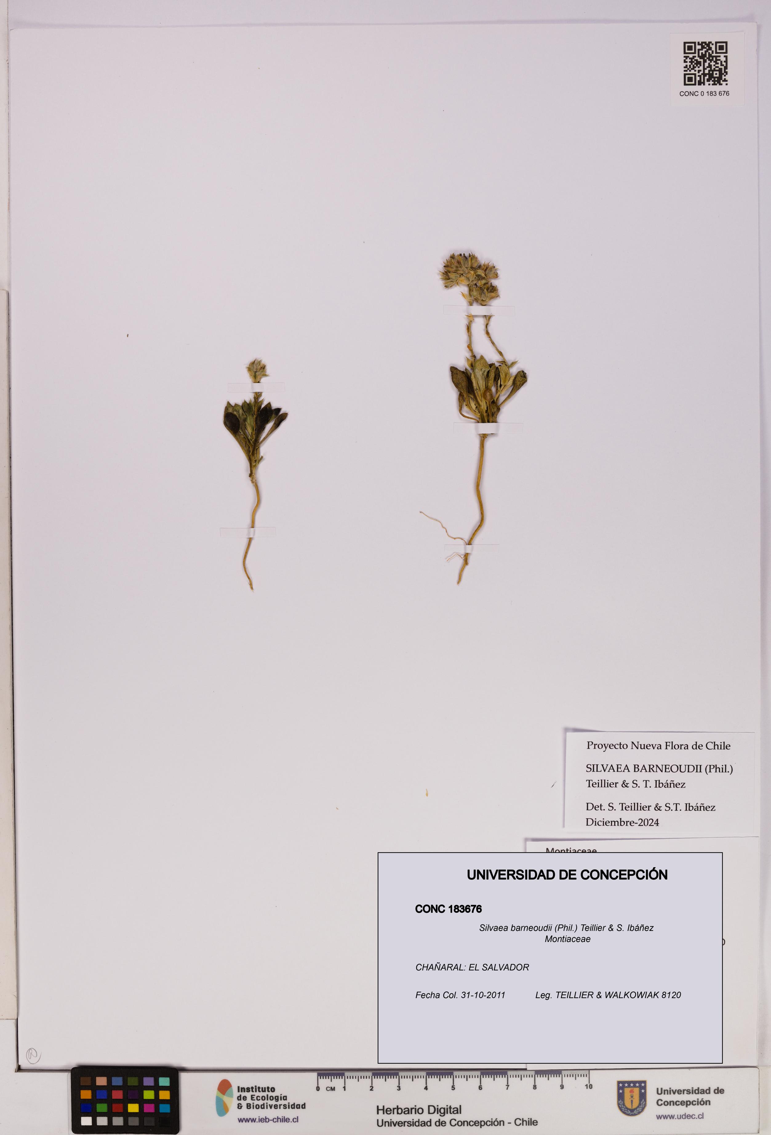 Silvaea barneoudii [Espécimen: UDEC:CONC:0183676]