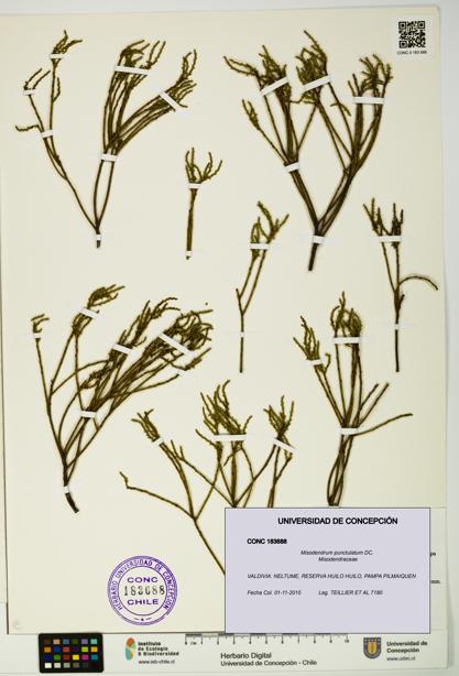 Misodendrum punctulatum [Espécimen: UDEC:CONC:0183688]