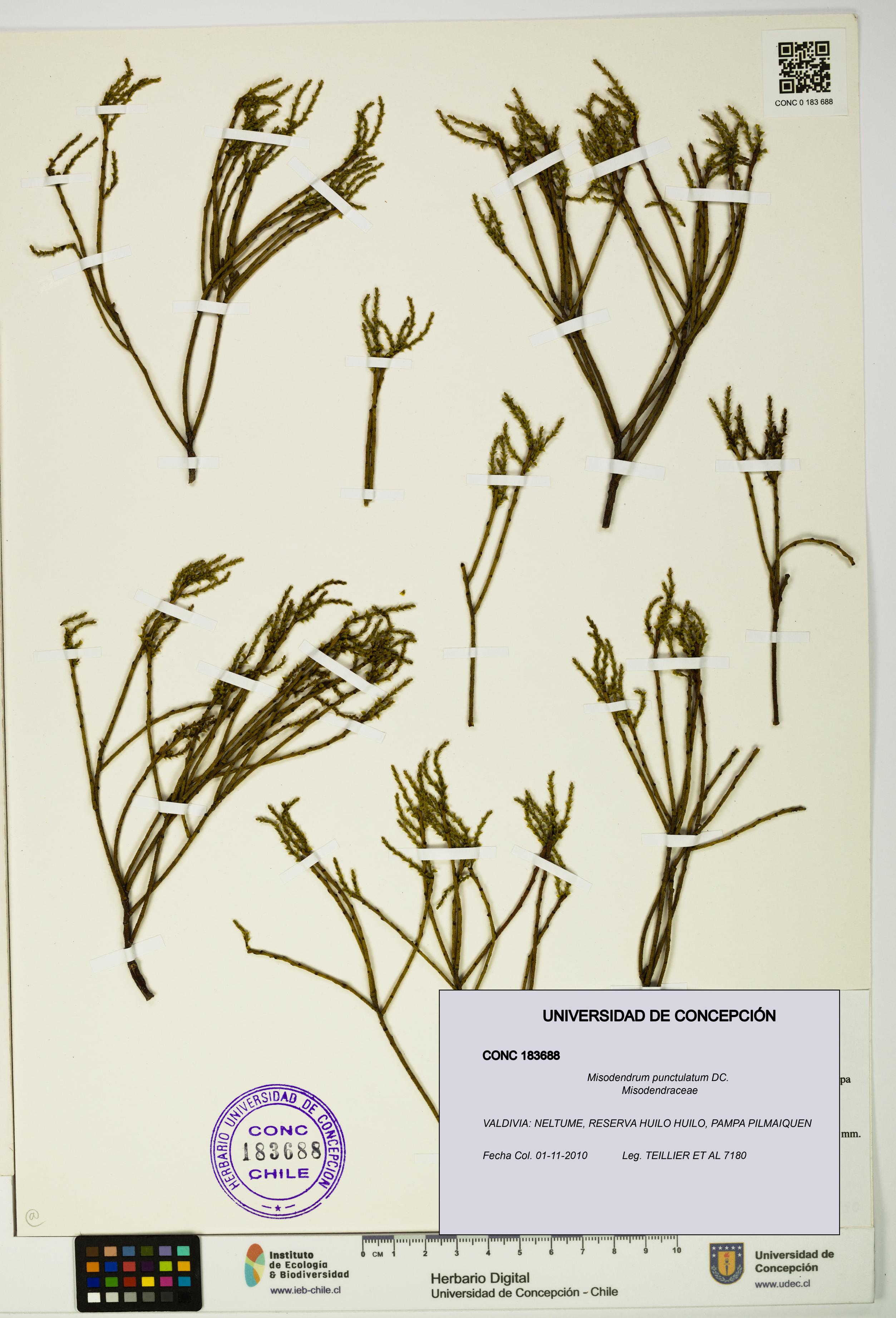 Misodendrum punctulatum [Espécimen: UDEC:CONC:0183688]