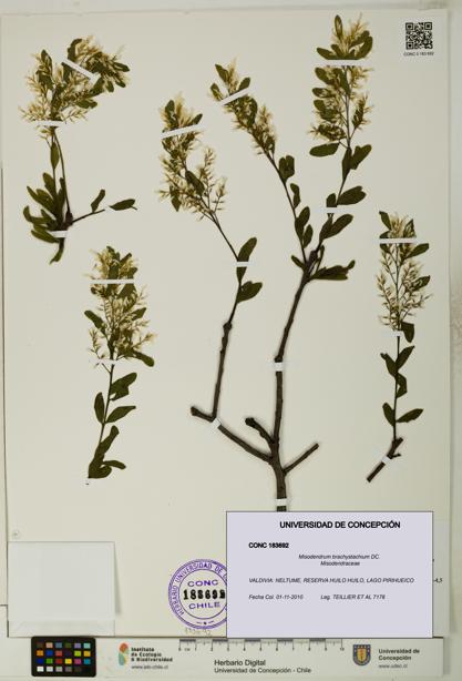 Misodendrum brachystachium [Espécimen: UDEC:CONC:0183692]