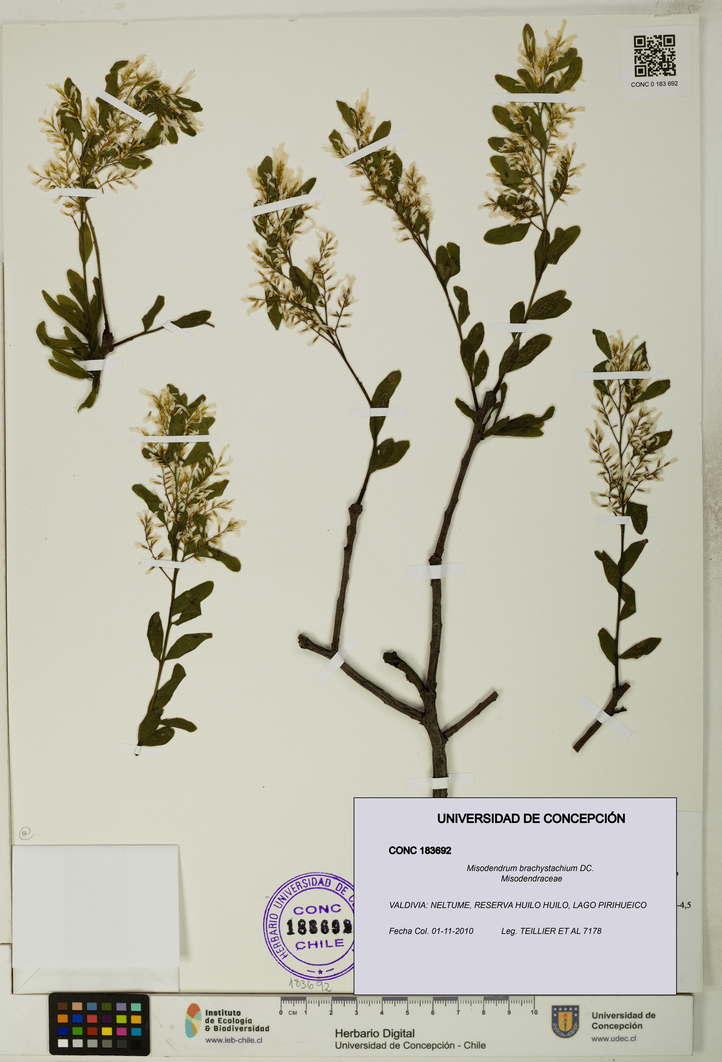 Misodendrum brachystachium [Espécimen: UDEC:CONC:0183692]