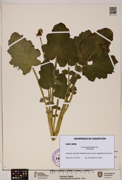 Francoa appendiculata [Espécimen: ]