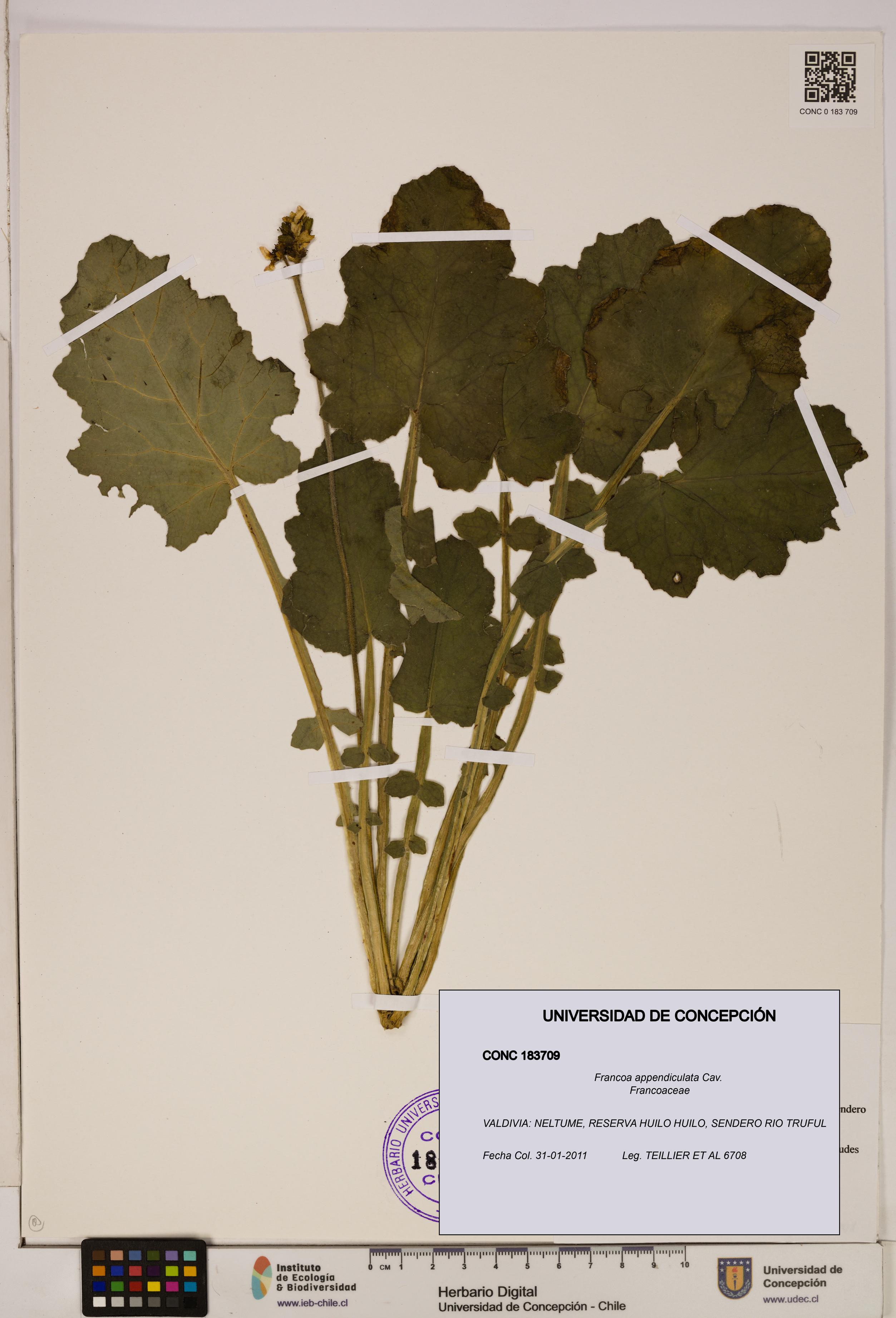 Francoa appendiculata [Espécimen: ]