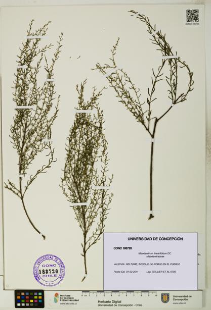 Misodendrum linearifolium [Espécimen: UDEC:CONC:0183720]