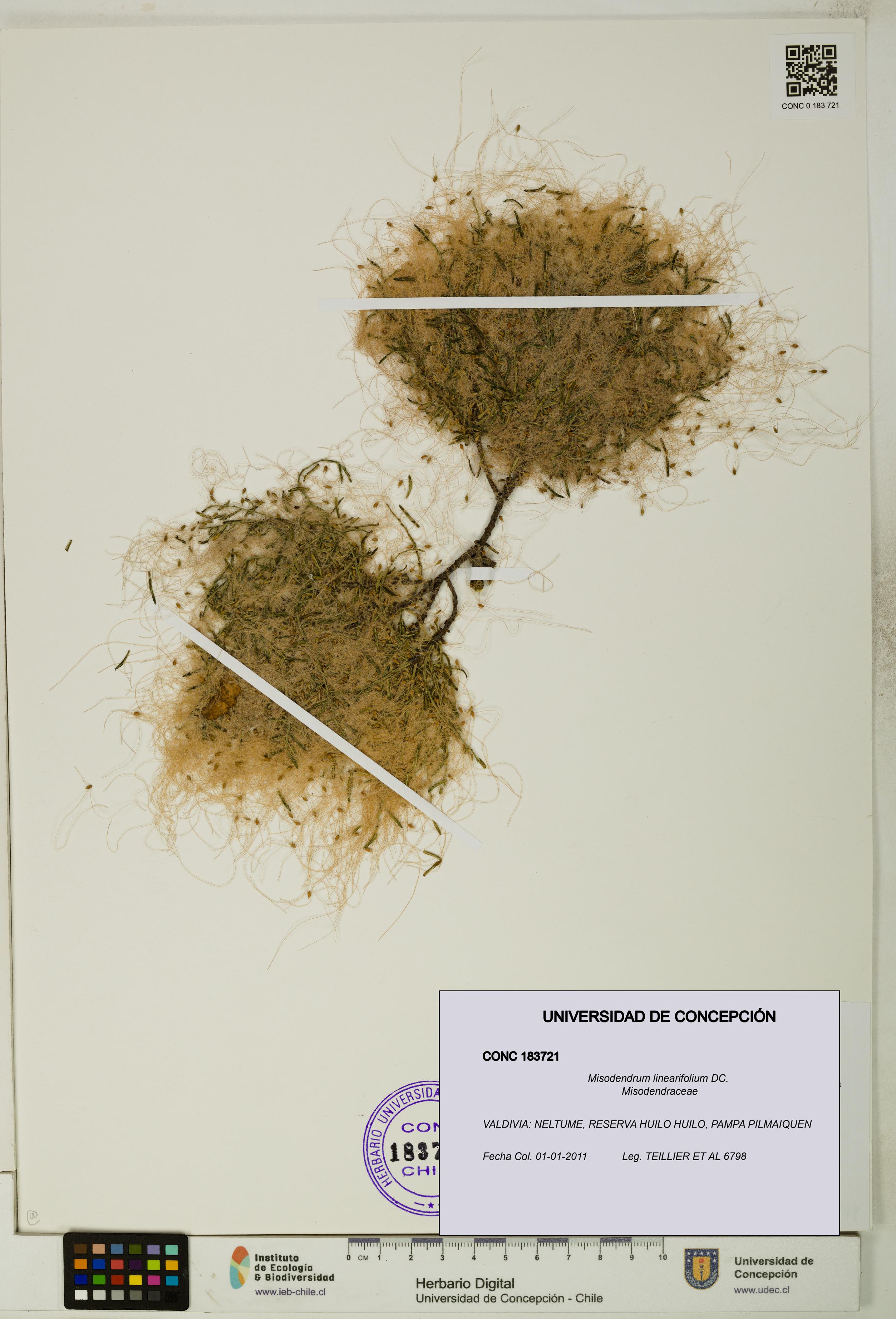 Misodendrum linearifolium [Espécimen: UDEC:CONC:0183721]