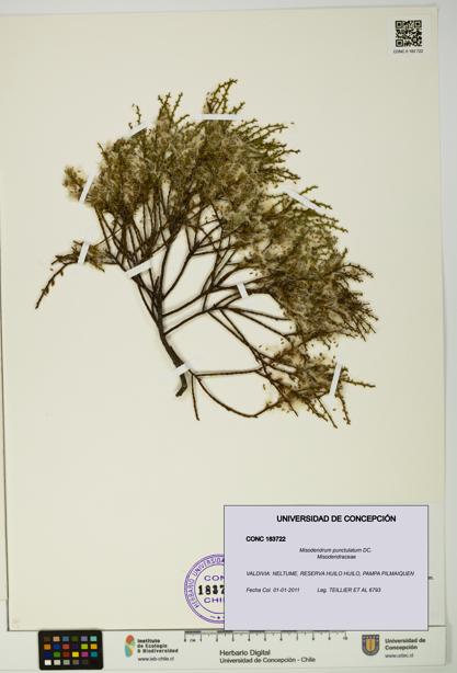 Misodendrum punctulatum [Espécimen: UDEC:CONC:0183722]