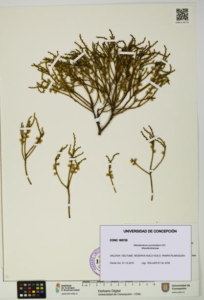 Misodendrum punctulatum [Espécimen: UDEC:CONC:0183723]