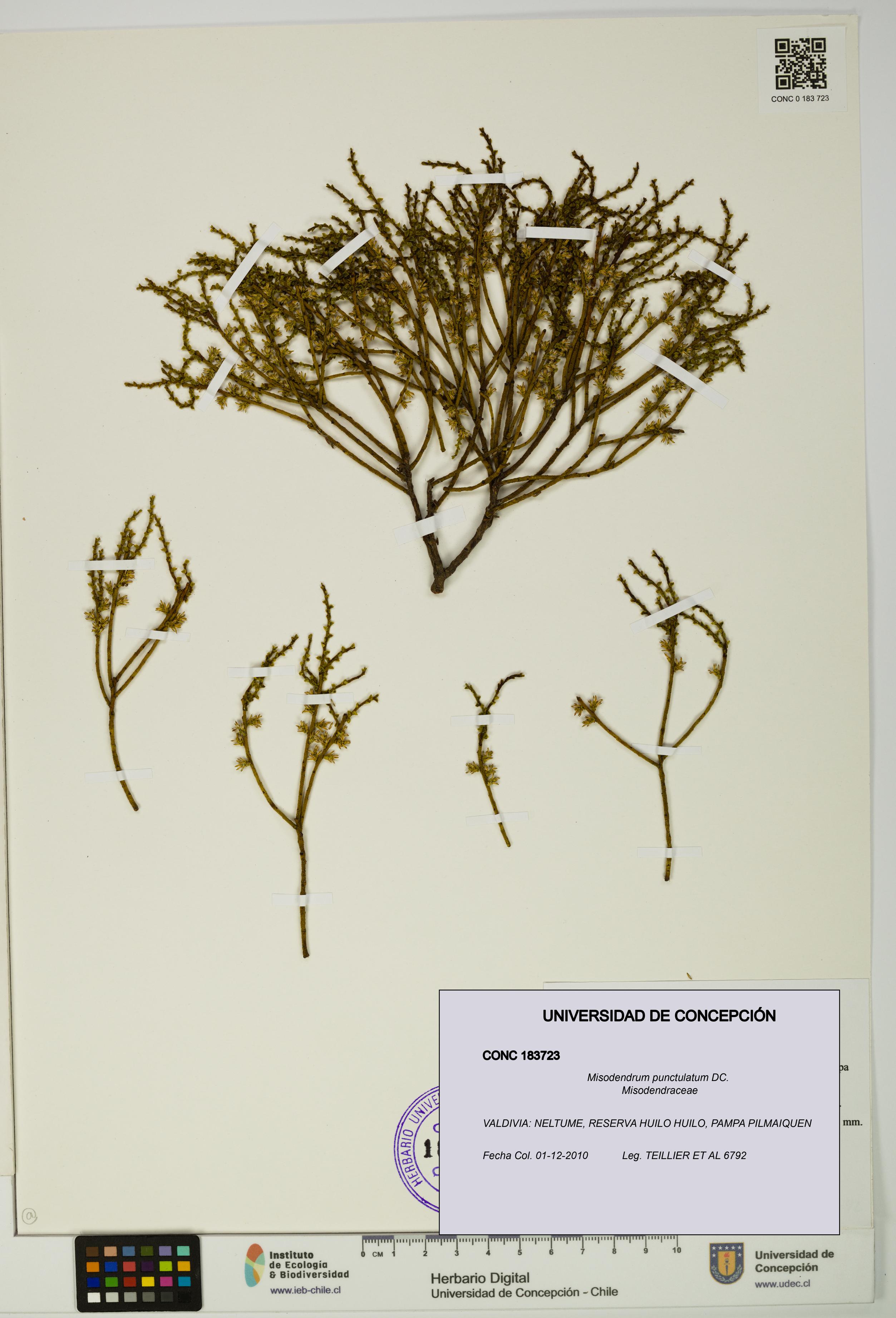 Misodendrum punctulatum [Espécimen: UDEC:CONC:0183723]