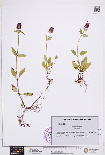 Prunella vulgaris [Espécimen: ]