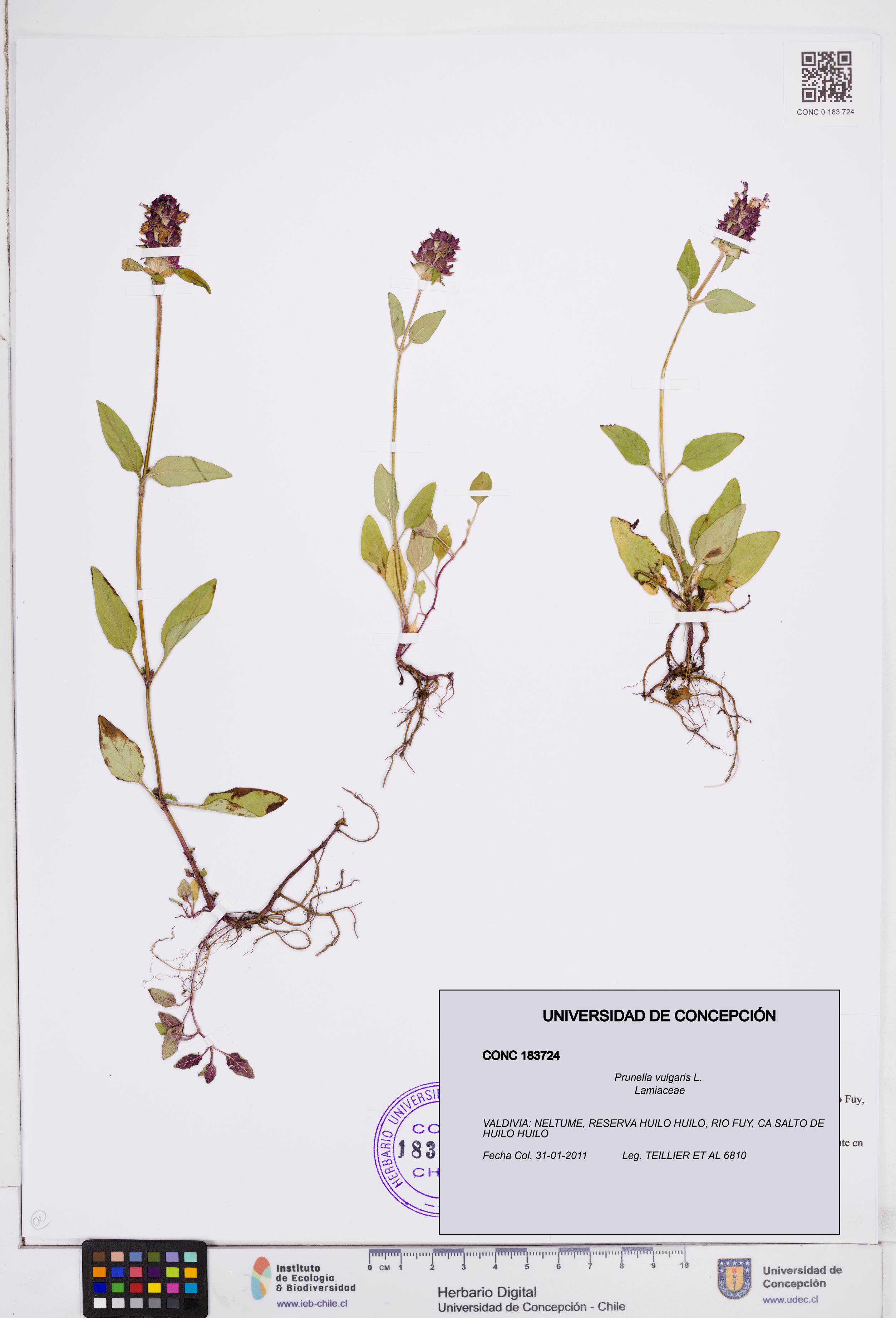 Prunella vulgaris [Espécimen: ]