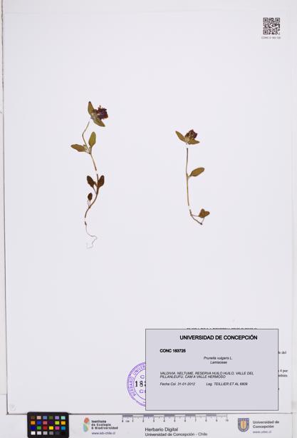 Prunella vulgaris [Espécimen: ]