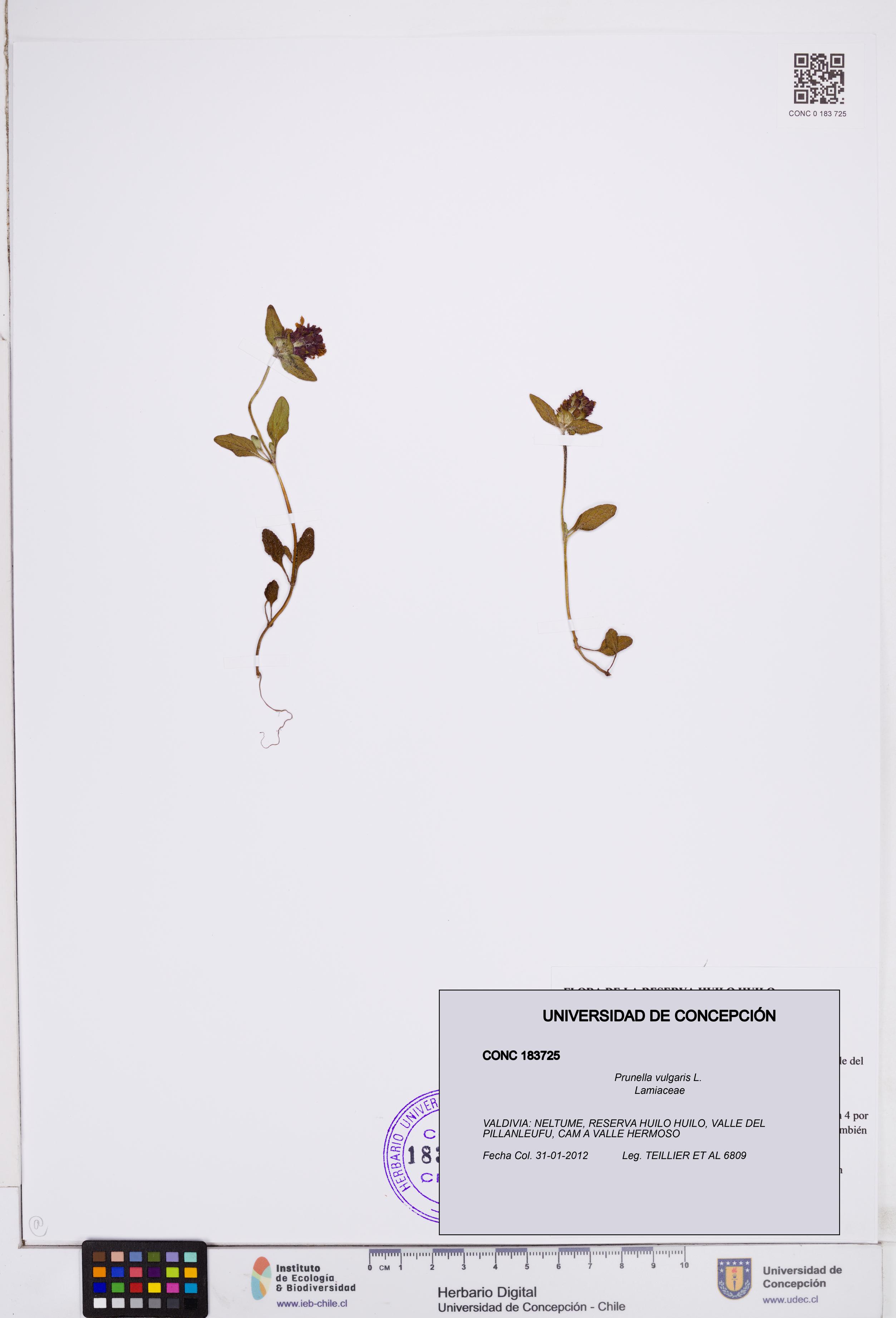 Prunella vulgaris [Espécimen: ]