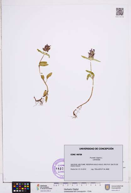 Prunella vulgaris [Espécimen: ]
