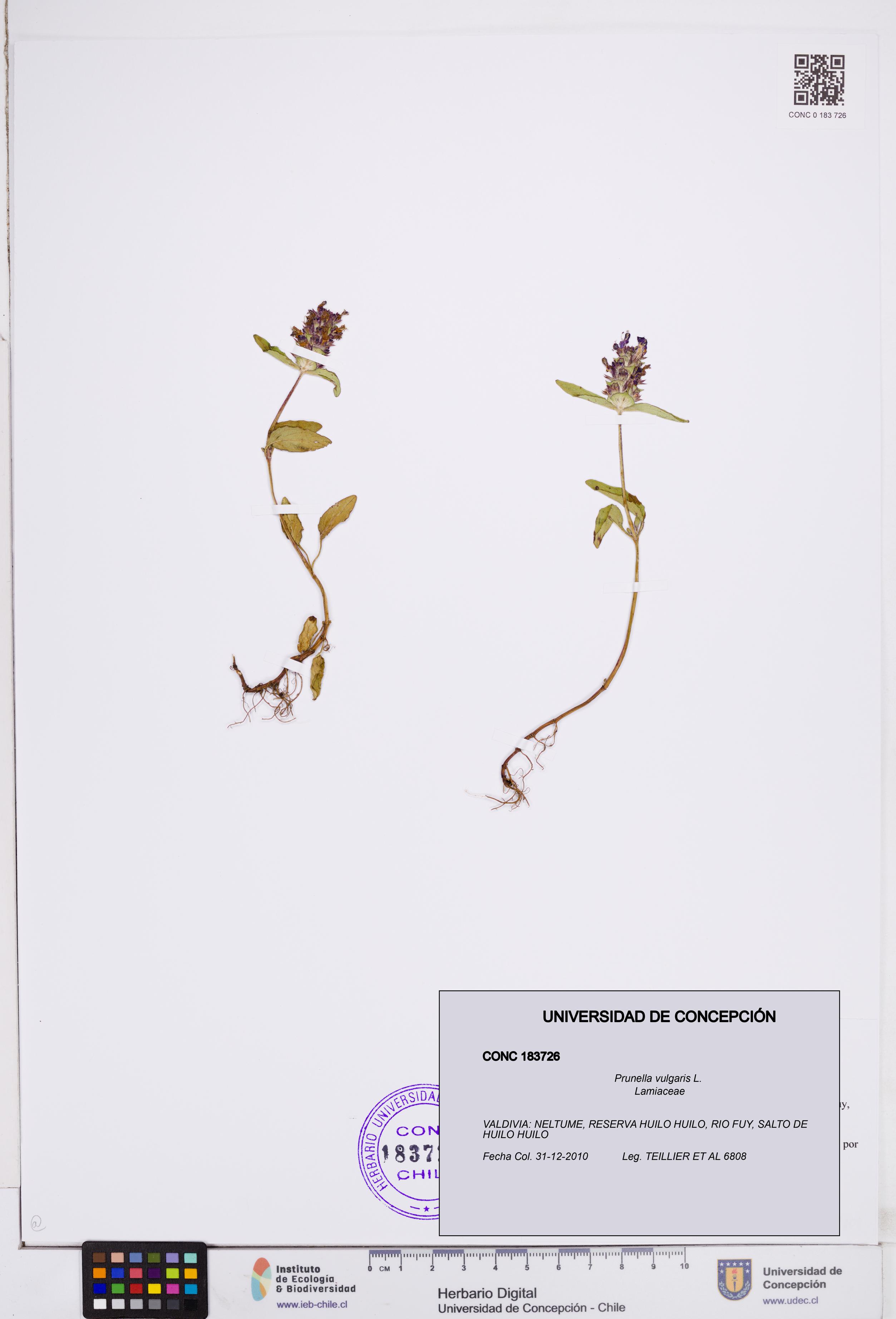 Prunella vulgaris [Espécimen: ]
