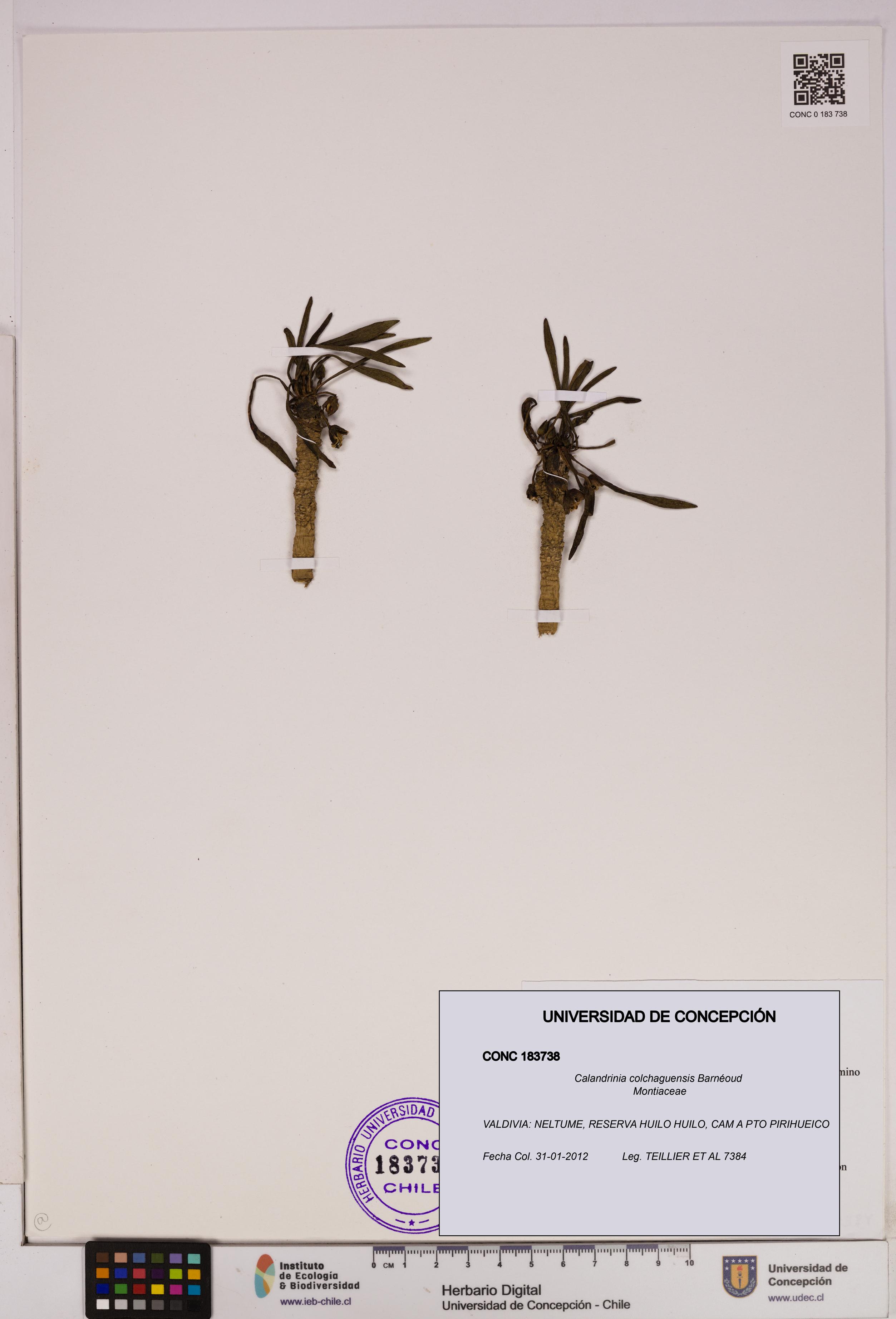 Calandrinia colchaguensis [Espécimen: UDEC:CONC:0183738]