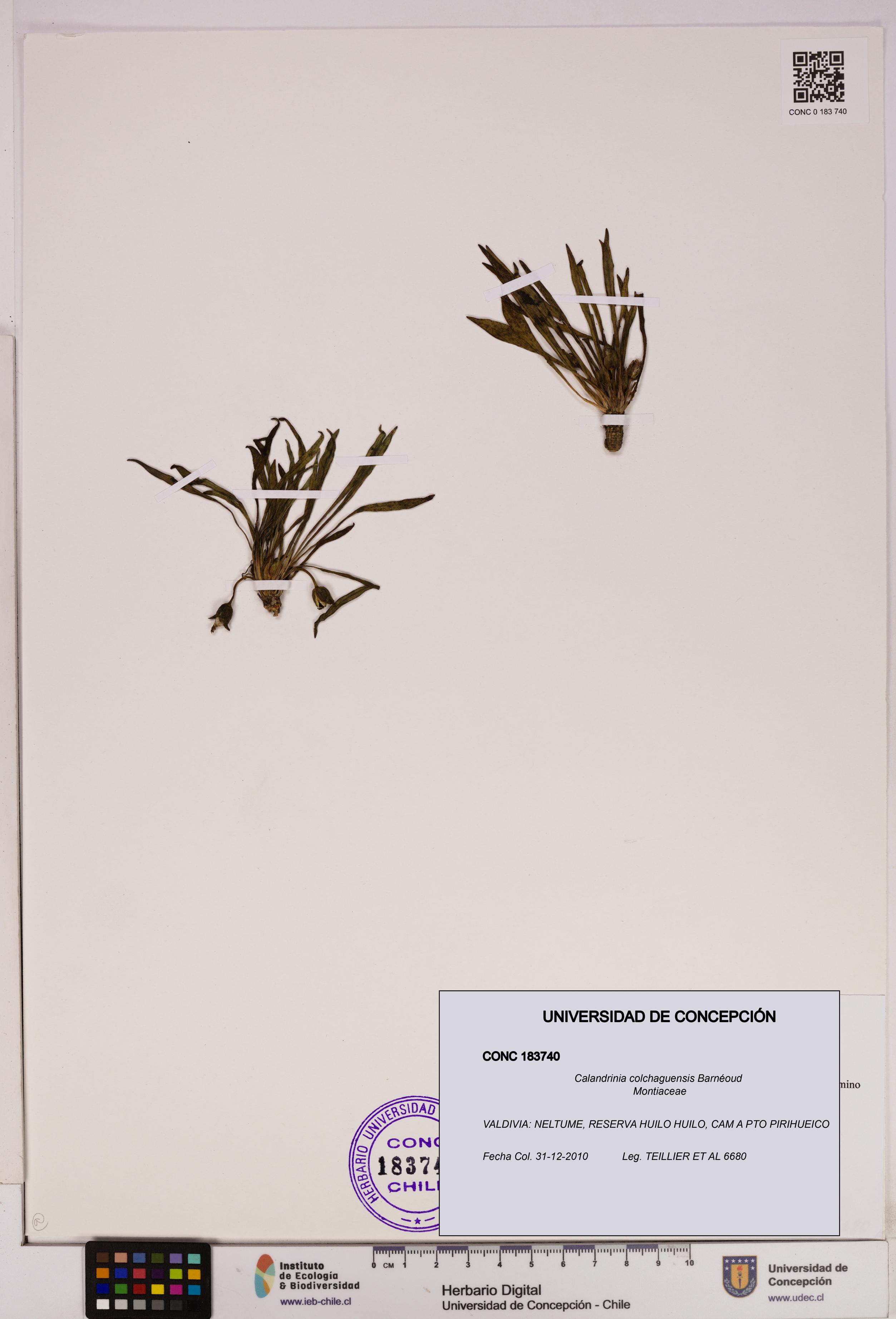 Calandrinia colchaguensis [Espécimen: UDEC:CONC:0183740]