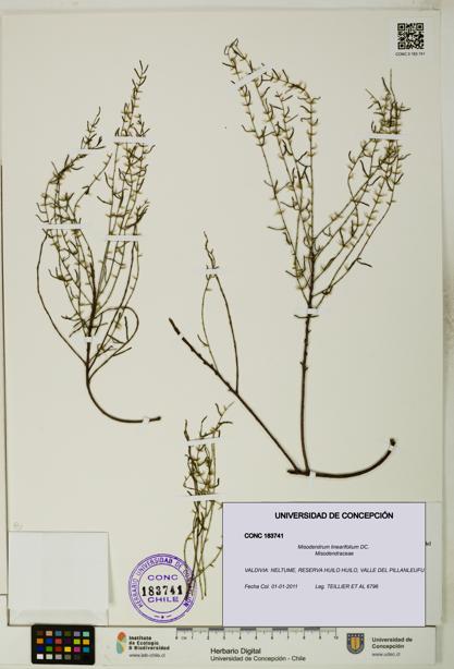 Misodendrum linearifolium [Espécimen: UDEC:CONC:0183741]