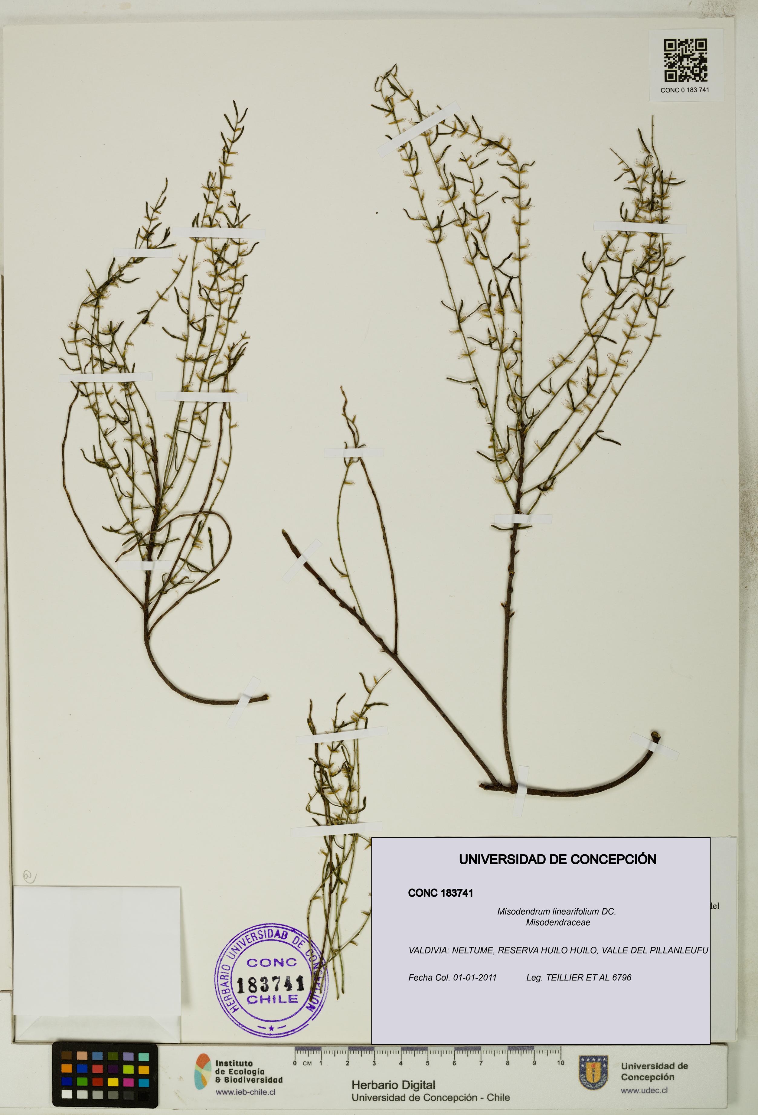 Misodendrum linearifolium [Espécimen: UDEC:CONC:0183741]
