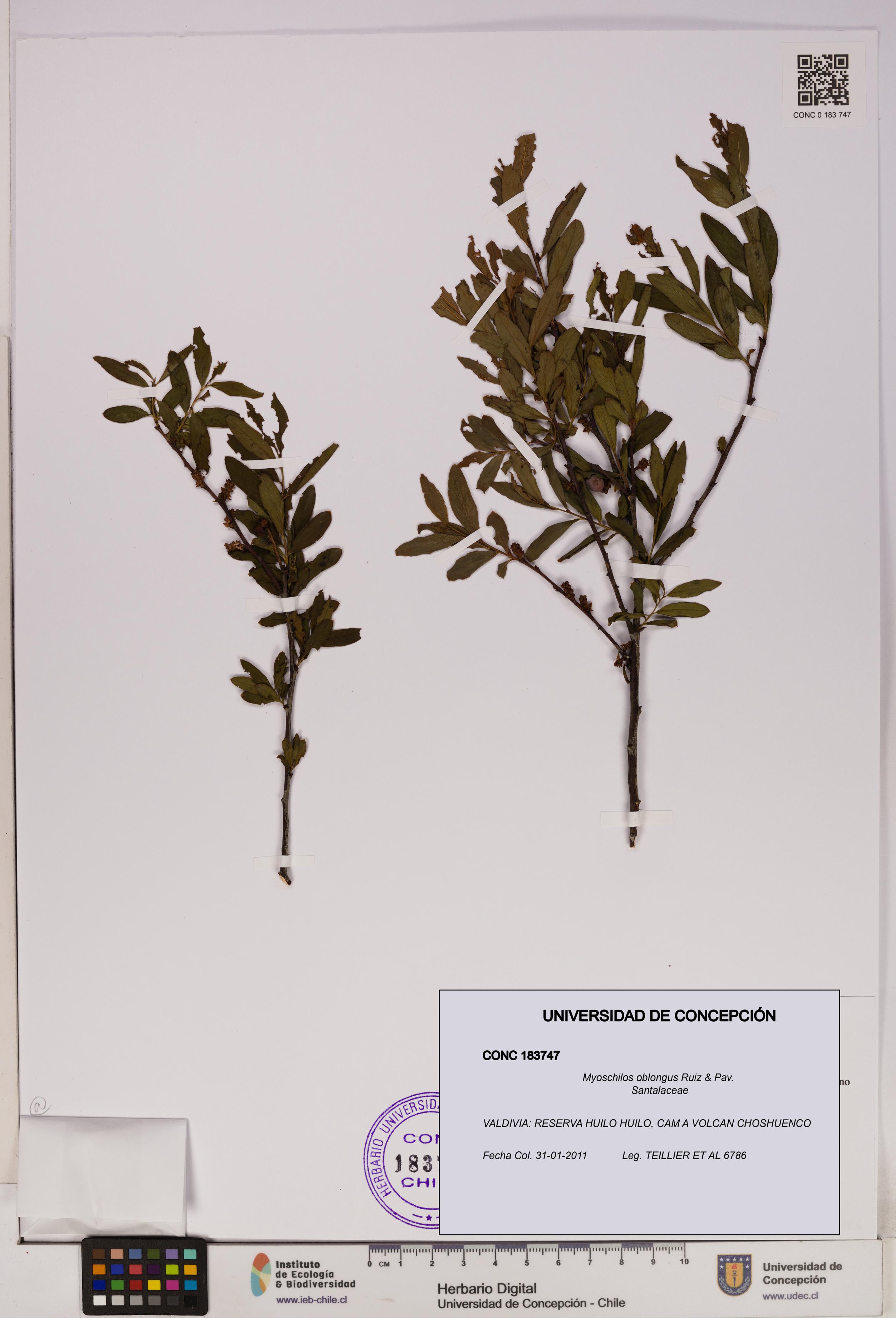 Myoschilos oblongus [Espécimen: UDEC:CONC:0183747]