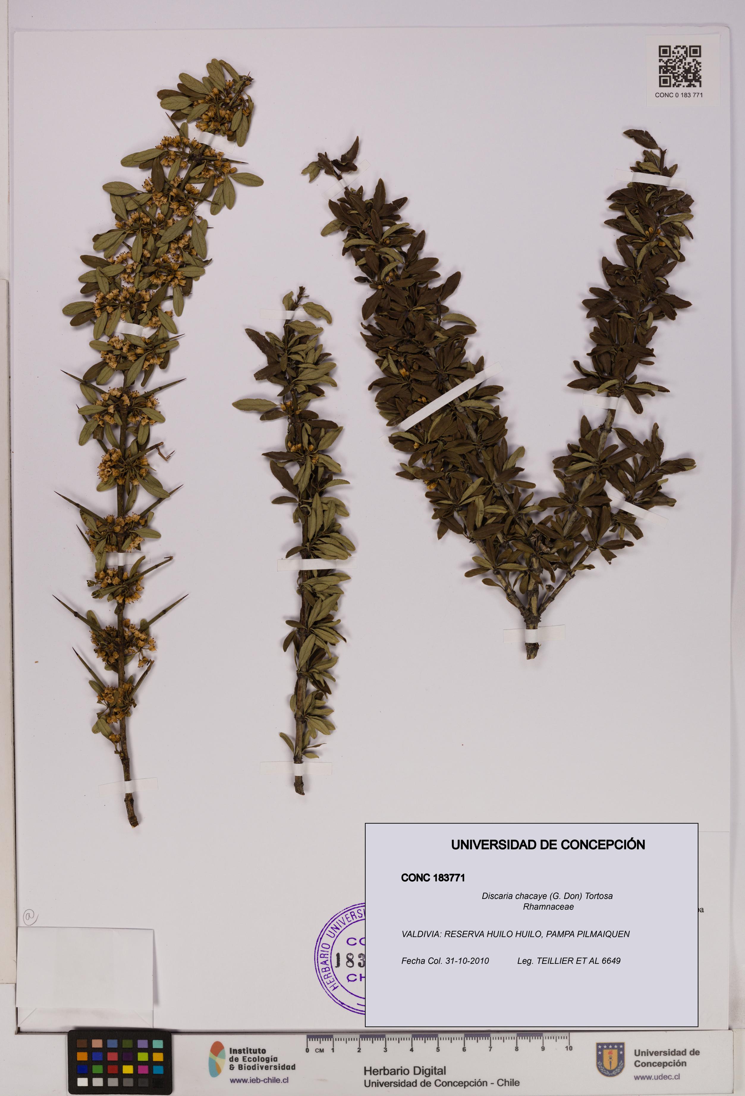 Discaria chacaye [Espécimen: UDEC:CONC:0183771]