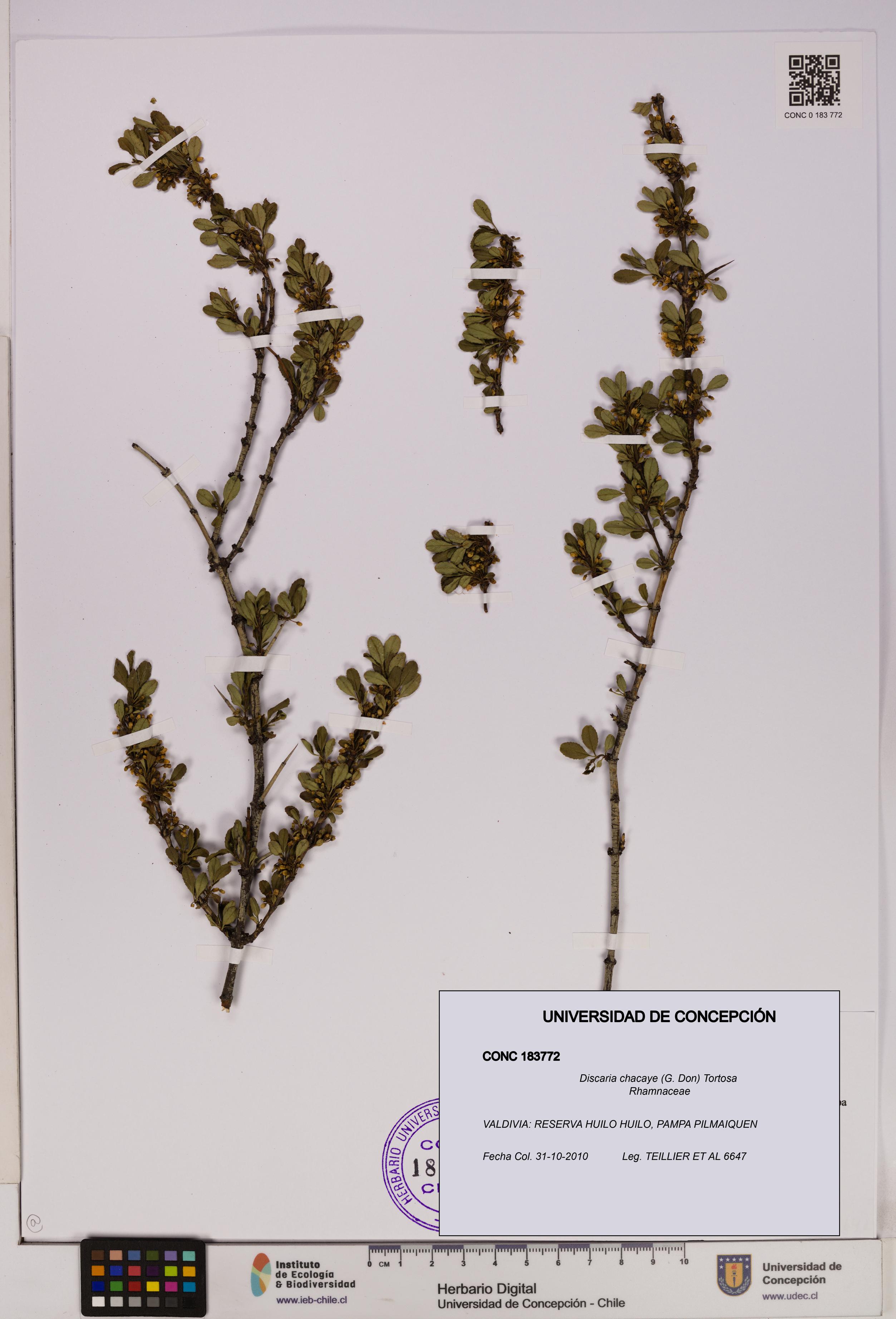 Discaria chacaye [Espécimen: UDEC:CONC:0183772]