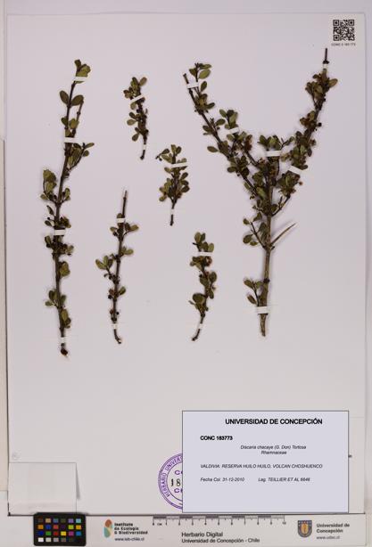 Discaria chacaye [Espécimen: UDEC:CONC:0183773]