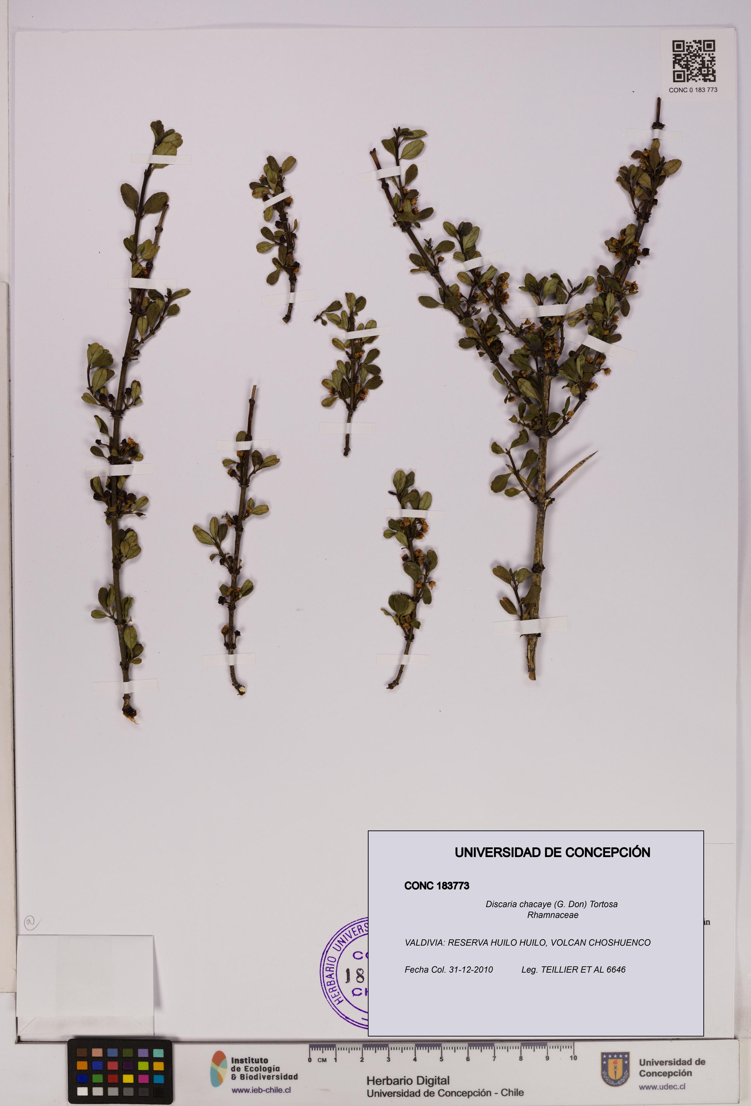 Discaria chacaye [Espécimen: UDEC:CONC:0183773]