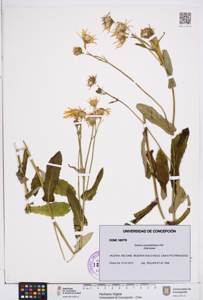 Senecio prenanthifolius [Espécimen: ]