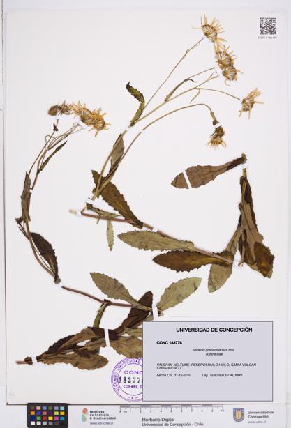 Senecio prenanthifolius [Espécimen: ]