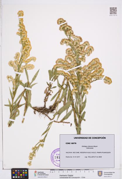 Solidago chilensis [Espécimen: ]